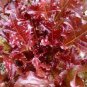 30 PCS Seeds Red Salad Bowl Leaf Lettuce