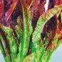 30 PCS Seeds Red Salad Bowl Leaf Lettuce