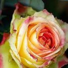50 PCS Seeds Red Spot Yellow Rose Flower 50 PCS Seeds Red Spot Yellow Rose Flower