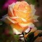 50 PCS Seeds Red Spot Yellow Rose Flower