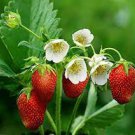 15000 PCS Seeds Red Strawberry