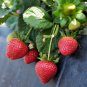 15000 PCS Seeds Red Strawberry