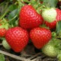 15000 PCS Seeds Red Strawberry