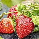 300 PCS Seeds Red Strawberry Seeds Giant Juicy Potted Fruit 300 PCS Seeds Red Strawberry Seeds Giant Juicy Potted Fruit