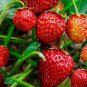 300 PCS Seeds Red Strawberry Seeds Giant Juicy Potted Fruit