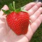 300 PCS Seeds Red Strawberry Seeds Giant Juicy Potted Fruit
