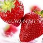 300 PCS Seeds Red Strawberry Seeds Giant Juicy Potted Fruit