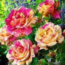 50 PCS Seeds Red Stripe Orange Rose Flower 50 PCS Seeds Red Stripe Orange Rose Flower