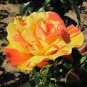 50 PCS Seeds Red Stripe Orange Rose Flower