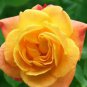50 PCS Seeds Red Stripe Orange Rose Flower