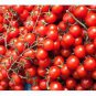40 PCS Seeds Red Sun Sugar Tasty Cherry Tomato