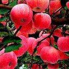 10 PCS Seeds Red Sweet Bonsai Apple Tree Fruit Organic 10 PCS Seeds Red Sweet Bonsai Apple Tree Fruit Organic