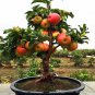 10 PCS Seeds Red Sweet Bonsai Apple Tree Fruit Organic
