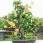 10 PCS Seeds Red Sweet Bonsai Apple Tree Fruit Organic