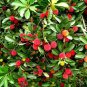100 PCS Seeds Red Sweet Waxberry