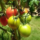 300 PCS Seeds Red Tomato with Yellow Strip F1