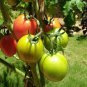 300 PCS Seeds Red Tomato with Yellow Strip F1