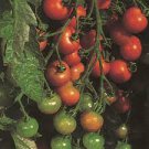 20 PCS Seeds Red Truss Tomato Edible Organic Vegetables