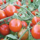 25 PCS Seeds Red Truss Tomato Plant Seeds Non-gmo Heirloom Fruits 25 PCS Seeds Red Truss Tomato Plant Seeds Non-gmo Heirloom Fruits