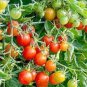 25 PCS Seeds Red Truss Tomato Plant Seeds Non-gmo Heirloom Fruits