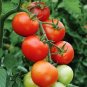 25 PCS Seeds Red Truss Tomato Plant Seeds Non-gmo Heirloom Fruits