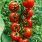 25 PCS Seeds Red Truss Tomato Plant Seeds Non-gmo Heirloom Fruits