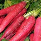 20 PCS Seeds Red Turnip Radish Raphanus Sativus Organic 20 PCS Seeds Red Turnip Radish Raphanus Sativus Organic