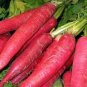 20 PCS Seeds Red Turnip Radish Raphanus Sativus Organic