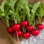 20 PCS Seeds Red Turnip Radish Raphanus Sativus Organic
