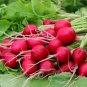 20 PCS Seeds Red Turnip Radish Raphanus Sativus Organic
