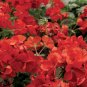 6 PCS Seeds Red Univalve Geranium Perennial Flower