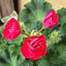 10 PCS Seeds Red Viva Rosita Zonal Geranium Flower