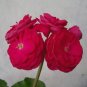 10 PCS Seeds Red Viva Rosita Zonal Geranium Flower