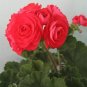 10 PCS Seeds Red Viva Rosita Zonal Geranium Flower
