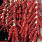 10 PCS Seeds Red Waxy Corn for family pack 10 PCS Seeds Red Waxy Corn for family pack