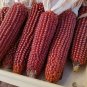 10 PCS Seeds Red Waxy Corn for family pack