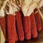 10 PCS Seeds Red Waxy Corn for family pack