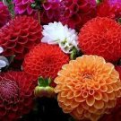 20 PCS Seeds Red White Dahlia Pinnata Flower