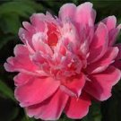 5 PCS Seeds Red White Peony Flower
