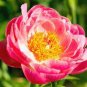 5 PCS Seeds Red White Peony Flower