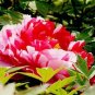 5 PCS Seeds Red White Peony Flower