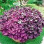 2 PCS Seeds Red Woodsorrel Oxalis Corymbosa Flower