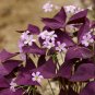 2 PCS Seeds Red Woodsorrel Oxalis Corymbosa Flower