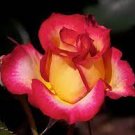 50 PCS Seeds Red Yellow Rose Flowers Seed Yellow Inside Red Petal