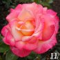 50 PCS Seeds Red Yellow Rose Flowers Seed Yellow Inside Red Petal