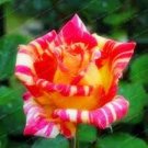 50 PCS Seeds Red Yellow Rose Shrub