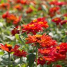 50 PCS Seeds Red Zinnia Elegans Common Zinnia Youth-and-Old-Age