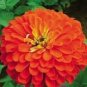 50 PCS Seeds Red Zinnia Elegans Common Zinnia Youth-and-Old-Age