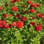 50 PCS Seeds Red Zinnia Elegans Common Zinnia Youth-and-Old-Age