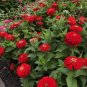 50 PCS Seeds Red Zinnia Elegans Common Zinnia Youth-and-Old-Age